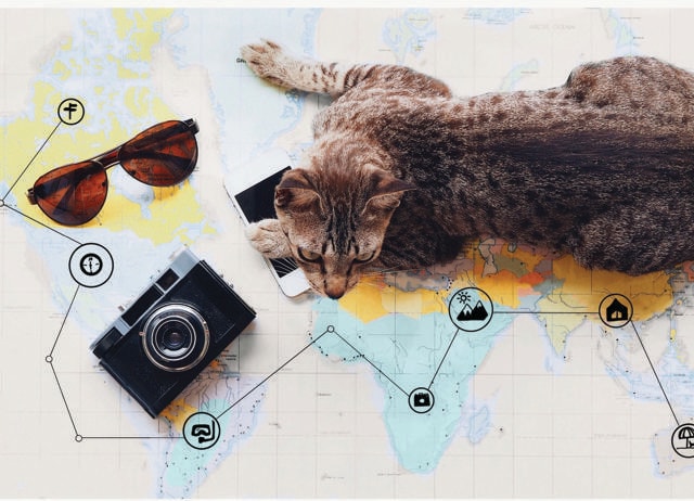 New date idea: Visit all the cats in Mumbai using the platform Mweombai. (SHUTTERSTOCK) New date idea: Visit all the cats in Mumbai using the platform Mweombai. (SHUTTERSTOCK)