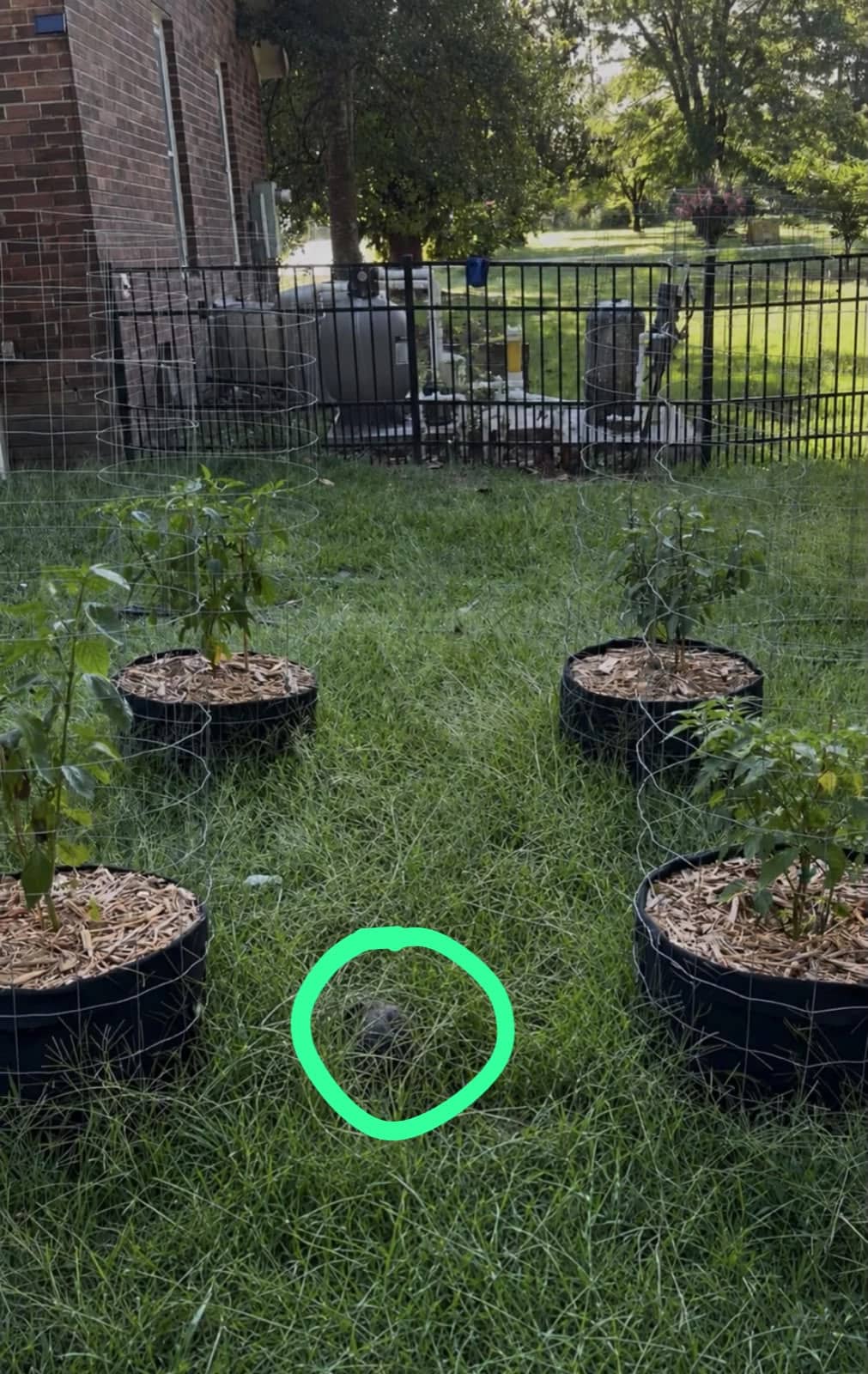 Hidden cat in garden. Hidden cat in garden.