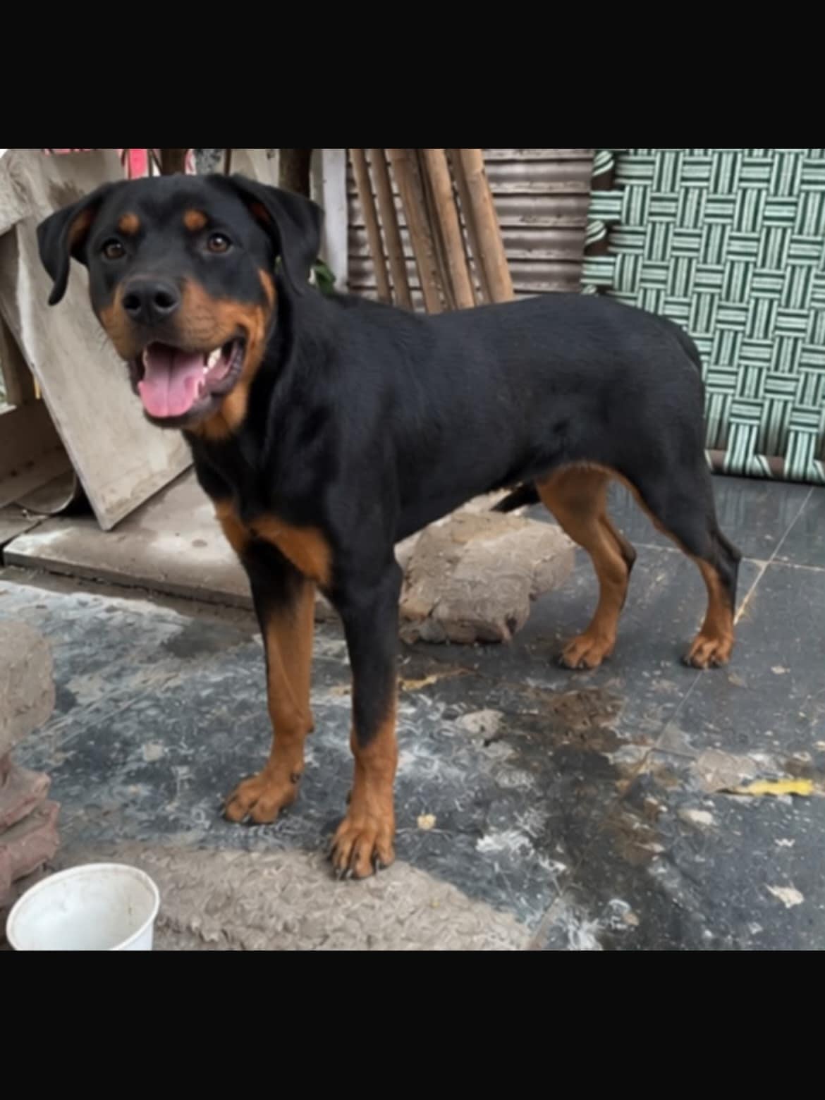 Magnus is a one-year old Rottweiler.