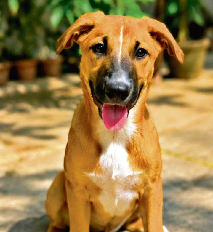 Buzzo , a four-month-old indie puppy.