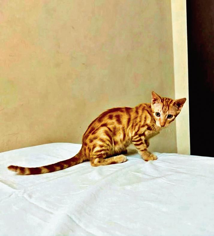 Noor is a two-and-a-half months old indie.
