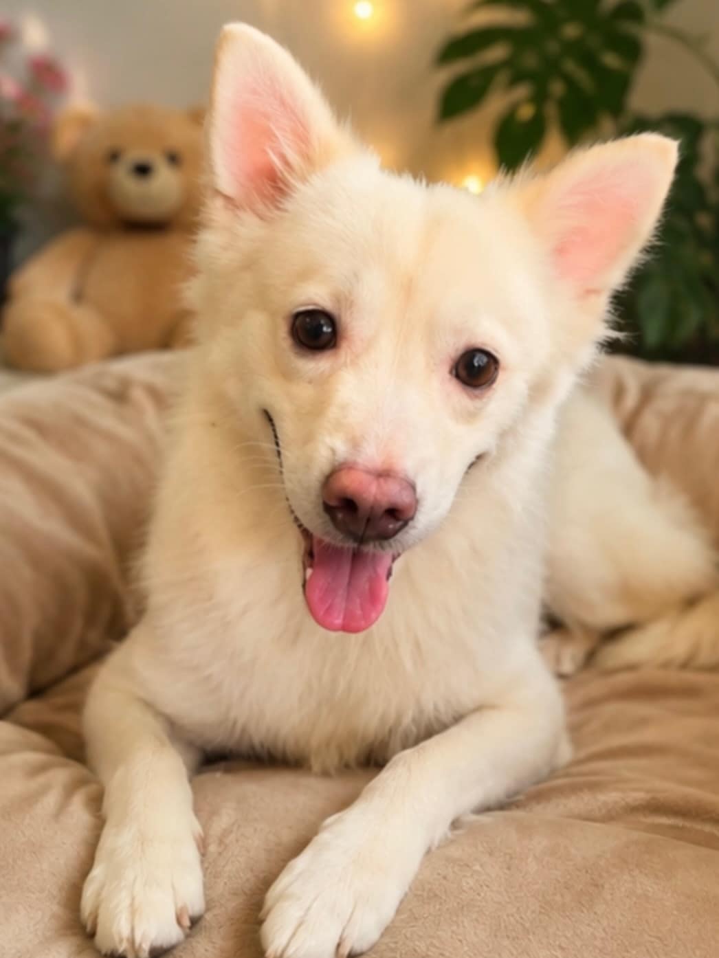 Tuffy , a three-year-old Indian Spitz.