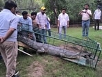 According to the Punjab chief wildlife warden, the reptile has been shifted to Mohali’s Chhatbir Zoo for veterinary examination, health assessment, rehabilitation and acclimatisation. (HT)