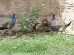 Before me unfolded a breathtaking spectacle: A pride of peacocks, wandering freely across the landscape. They strode about with effortless grace, their iridescent plumage catching the sunlight, utterly indifferent to the humans around them. The sight was so enchanting that my measured pace gradually slowed to a halt. (HT File)