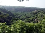 Tribal communities in Madhya Pradesh's Dindori district earned nearly  <span class='webrupee'>₹</span>42 lakh by collecting over 2.1 million sal borer beetles under a forest department drive