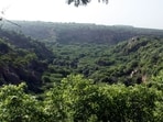 A forester regards forests as irreplaceable ecological capital accumulated over centuries.