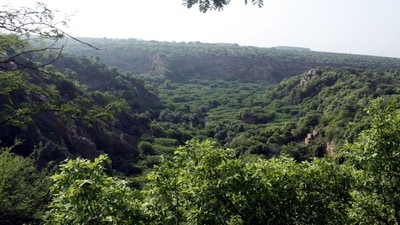 Tribal communities in Madhya Pradesh's Dindori district earned nearly ₹42 lakh by collecting over 2.1 million sal borer beetles under a forest department drive (HT/representative image) Tribal communities in Madhya Pradesh's Dindori district earned nearly ₹42 lakh by collecting over 2.1 million sal borer beetles under a forest department drive (HT/representative image)