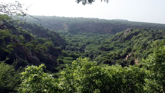 Tribal communities in Madhya Pradesh's Dindori district earned nearly ₹42 lakh by collecting over 2.1 million sal borer beetles under a forest department drive (HT/representative image)