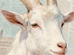 Capricorn Horoscope Today: Read our expert astrological predictions to find out what the stars have in store for you.
