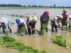 Karnal deputy director of agriculture Wazir Singh said teams are ready to visit fields upon any report of virus detection from farmers. (HT File)