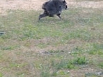 A raccoon which has gone viral is spotted in Seattle, Washington, U.S. (Reuters)