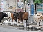 The court was dealing with a 2007 incident in Sangrur, Punjab, where a stray bull attacked a man who sustained head injuries and later died.
