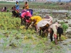Women farmers transplant paddy seedlings in a field at Danapur in Patna during the ongoing Kharif sowing season. (Santosh Kumar/HT)