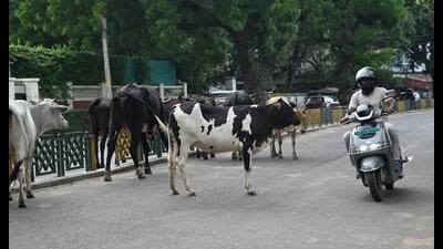 Official records show LMC has issued only around 50 valid licences for keeping cattle within city limits, with each licence allowing a household to keep a maximum of two animals. (Mushtaq Ali/HT) Official records show LMC has issued only around 50 valid licences for keeping cattle within city limits, with each licence allowing a household to keep a maximum of two animals. (Mushtaq Ali/HT)