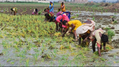 Women farmers transplant paddy seedlings in a field at Danapur in Patna during the ongoing Kharif sowing season. (Santosh Kumar/HT) Women farmers transplant paddy seedlings in a field at Danapur in Patna during the ongoing Kharif sowing season. (Santosh Kumar/HT)