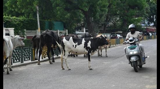 Official records show LMC has issued only around 50 valid licences for keeping cattle within city limits, with each licence allowing a household to keep a maximum of two animals. (Mushtaq Ali/HT)