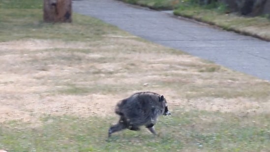 A raccoon which has gone viral is spotted in Seattle, Washington, U.S. (Reuters)