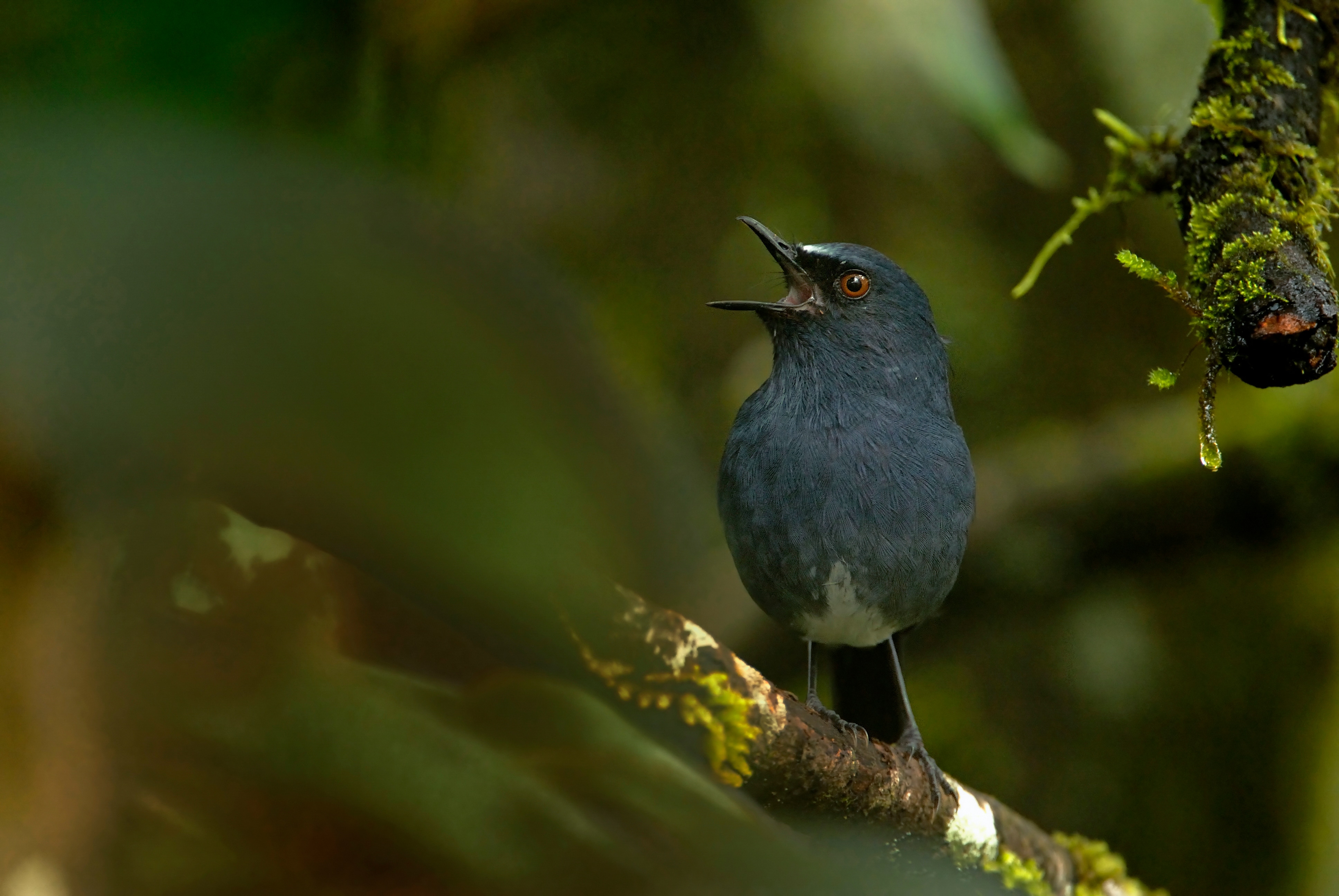 The science has for a while now been used to eavesdrop on birds such as the white-bellied sholakili. The Merlin and eBird apps developed at Cornell University are used globally as field guides. (Photo: Kalyan Varma)