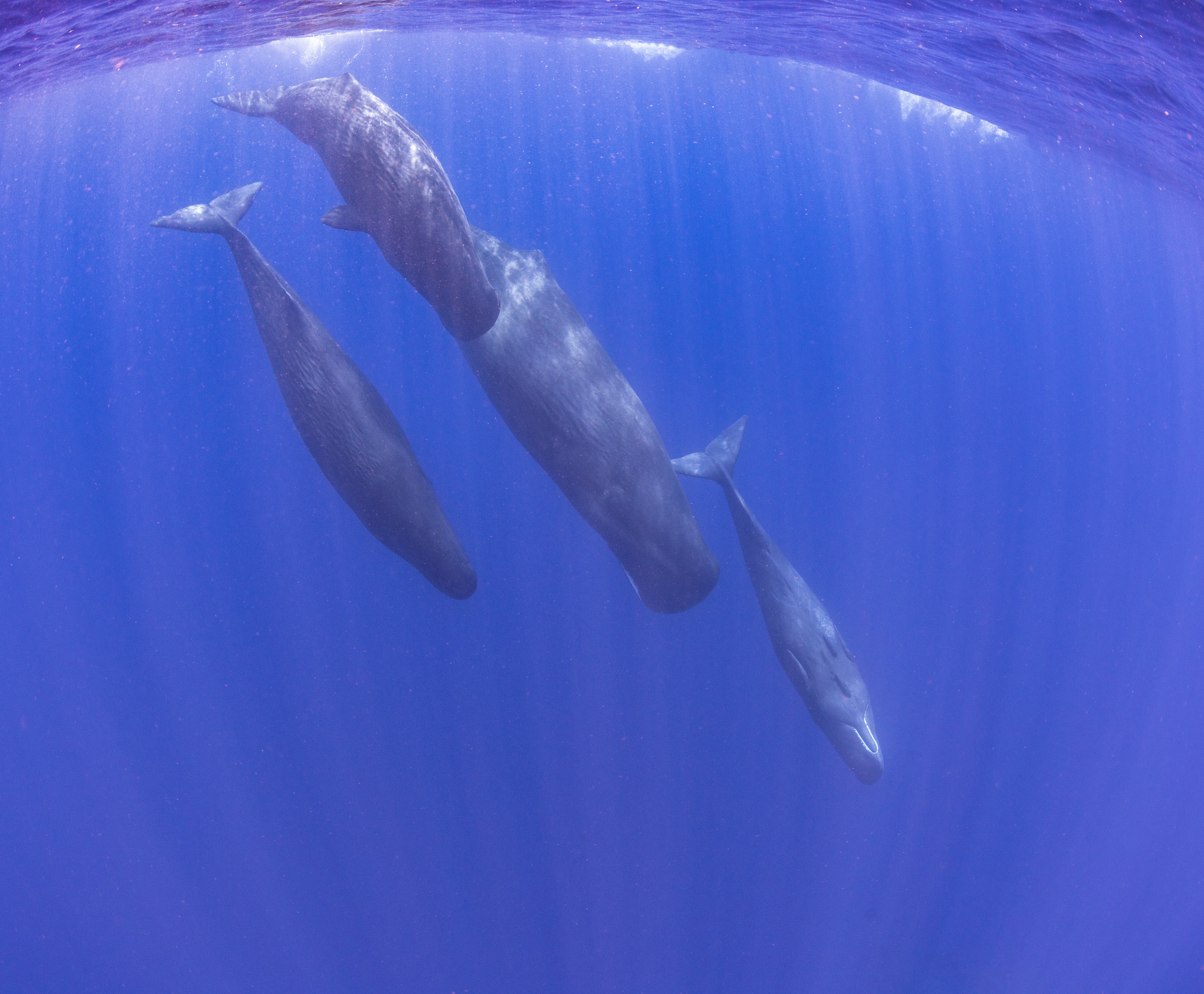 New research suggests that undersea fibreoptic cables can be repurposed, to listen to and help protect marine species such as the sperm whale.