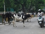 Official records show LMC has issued only around 50 valid licences for keeping cattle within city limits, with each licence allowing a household to keep a maximum of two animals. (Mushtaq Ali/HT)