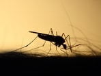 The authors make clear that both climate mitigation and adaptation actions, including malaria elimination strategies, will be needed. (File Photo)
