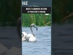 White Flamingos Return to Pakistan's Punjab Wetlands After Nearly Four Decades