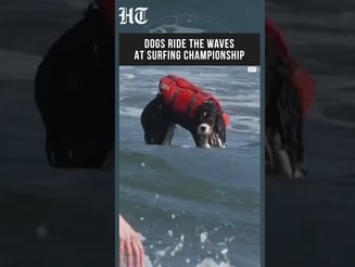 Canine Surfers Steal the Show at California's Annual Dog Surfing Championship