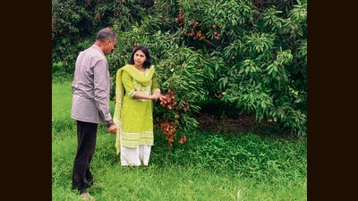 Experts from the krishi vigyan kendra, Pathankot, at a litchi orchard. (HT photo) Experts from the krishi vigyan kendra, Pathankot, at a litchi orchard. (HT photo)