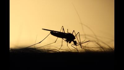 The authors make clear that both climate mitigation and adaptation actions, including malaria elimination strategies, will be needed. (File Photo) The authors make clear that both climate mitigation and adaptation actions, including malaria elimination strategies, will be needed. (File Photo)