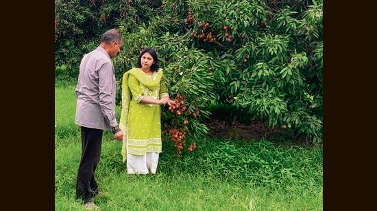 Experts from the krishi vigyan kendra, Pathankot, at a litchi orchard. (HT photo)