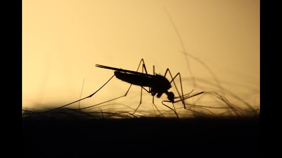 The authors make clear that both climate mitigation and adaptation actions, including malaria elimination strategies, will be needed. (File Photo)
