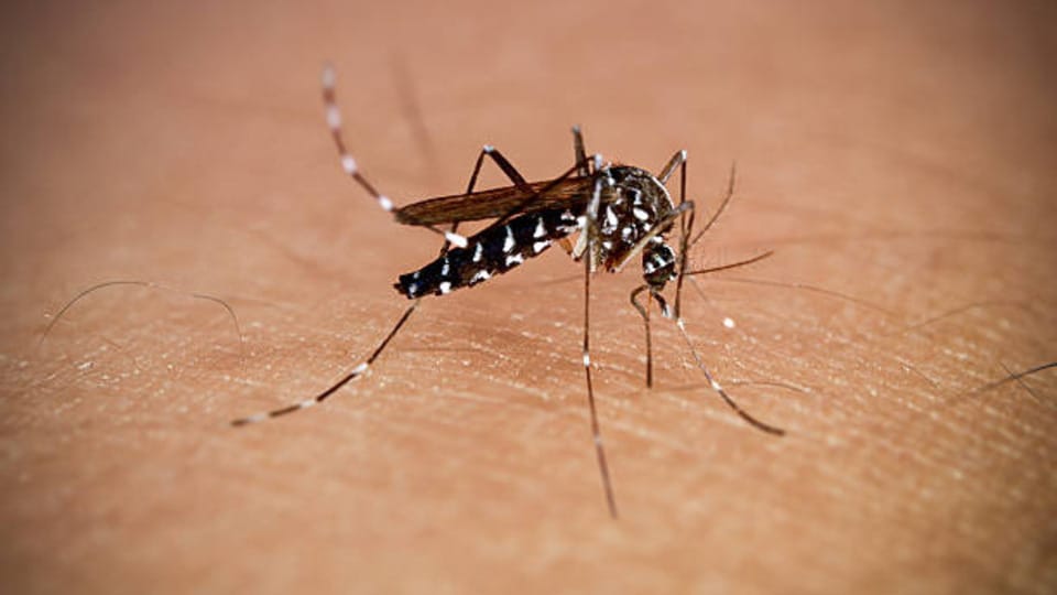 <p>ఆయుర్వేదంలో వేపకు అద్భుతమైన కీటక వికర్షక గుణాలు ఉన్నాయని నిరూపితమైంది. దోమలను నివారించడంలో వేప నూనె చాలా శక్తివంతమైనది. ఇందుకోసం వేప నూనె, కొబ్బరి నూనెను సమాన పరిమాణంలో కలిపి ఒక మిశ్రమాన్ని తయారు చేసుకోండి. ఈ నూనెను మీ చేతులకు, పాదాలకు రాసుకోవడం వల్ల దోమలు దూరంగా ఉంటాయి. అంతేకాకుండా ఈ మిశ్రమంతో ఇంట్లో దీపం వెలిగిస్తే ఆ పొగ కారణంగా ఇంట్లోని దోమలన్నీ తక్షణమే పారిపోతాయి.</p>