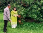 Experts from the krishi vigyan kendra, Pathankot, at a litchi orchard. (HT photo)