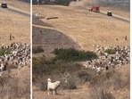 California sheepdog helps first responders land helicopter during emergency