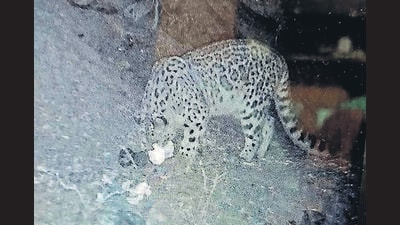Photographic evident of the snow leopard recorded in Dhauladhar Wildlife Sanctuary. (HT Photo) Photographic evident of the snow leopard recorded in Dhauladhar Wildlife Sanctuary. (HT Photo)