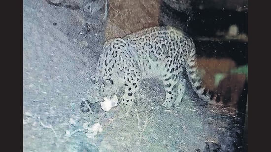 Photographic evident of the snow leopard recorded in Dhauladhar Wildlife Sanctuary. (HT Photo)