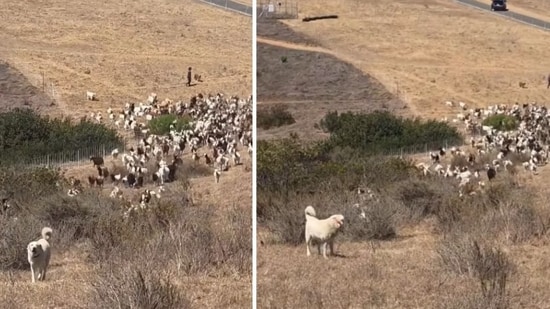 California sheepdog helps first responders land helicopter during emergency