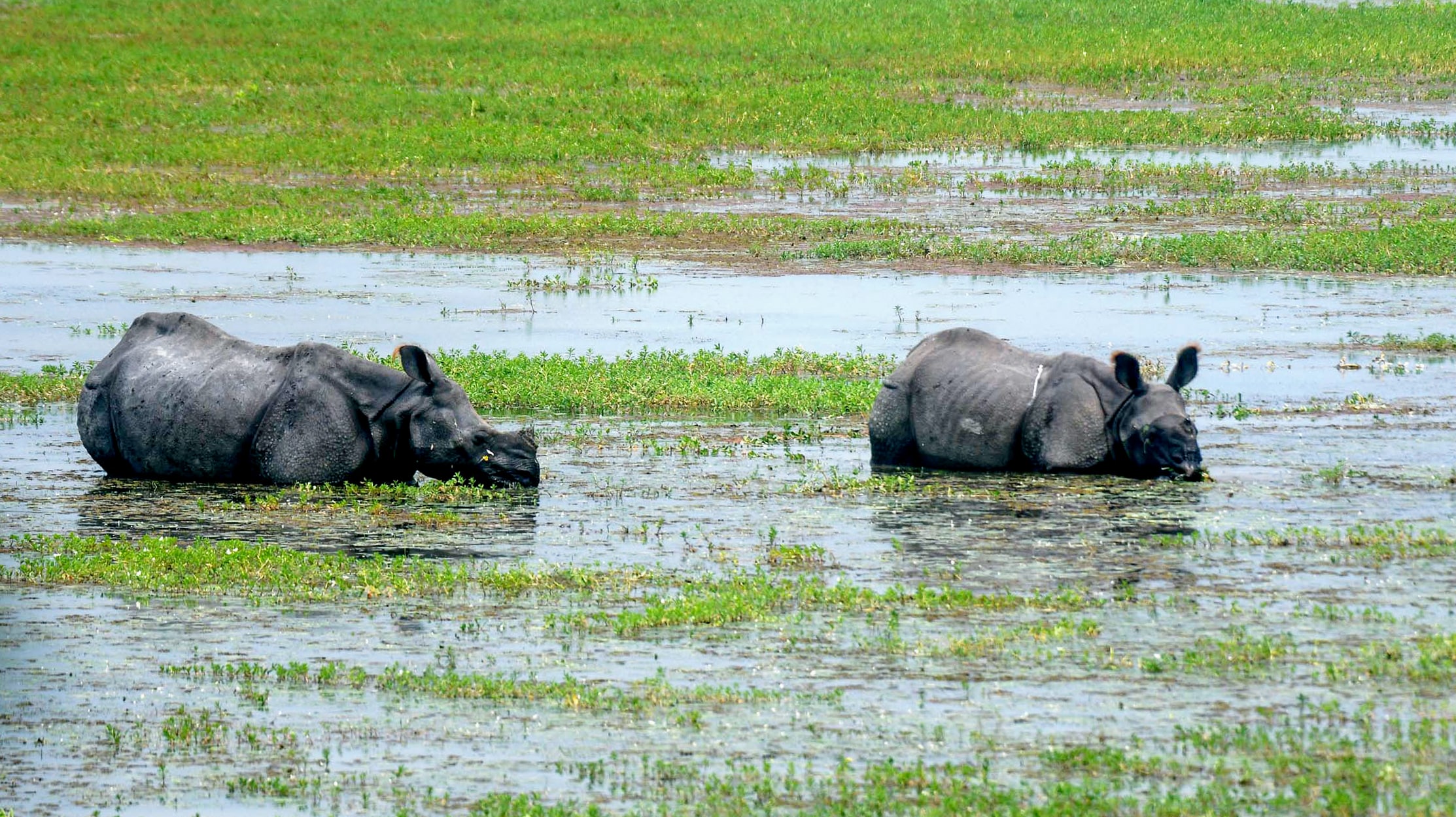 Two one-horned rhinos play in the wetlands at Pobitora Wildlife Sanctuary, in Morigaon. (Rupjyoti Sarmah ) Two one-horned rhinos play in the wetlands at Pobitora Wildlife Sanctuary, in Morigaon. (Rupjyoti Sarmah )