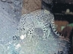 Photographic evident of the snow leopard recorded in Dhauladhar Wildlife Sanctuary. (HT Photo)