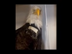 The Ojai Raptor Center, where Jackie is being treated, said her packed cell volume (PCV) has dropped to 13%.