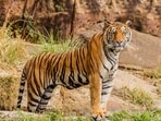 The tiger has been moving through dense forests, hilly terrain and agricultural plantations. 
