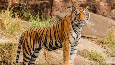The tiger has been moving through dense forests, hilly terrain and agricultural plantations. (Unsplash) The tiger has been moving through dense forests, hilly terrain and agricultural plantations. (Unsplash)