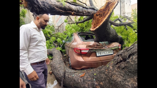 A tree fell over a vehicle following a continuous downpour and strong winds in Patiala on Tuesday. (ANI)