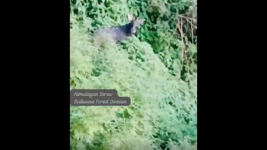 The Himalayan Serow recorded in camera. (Screenshot)