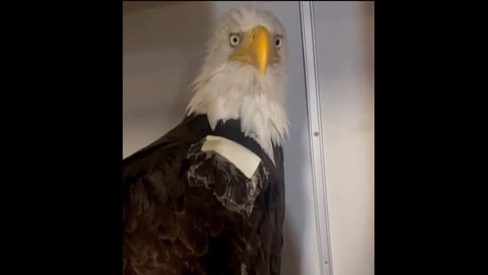 The Ojai Raptor Center, where Jackie is being treated, said her packed cell volume (PCV) has dropped to 13%. (Screenshot from Ojai Raptor Center Instagram)