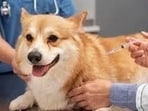 Veterinary care (HT Photo)
