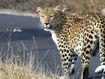 Due to a range of reported leopard sightings in the region, residents have been advised to exercise safety precautions