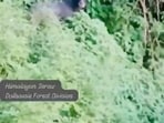 The Himalayan Serow recorded in camera. (Screenshot)