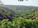 Forest (REPRESENTATIVE PIC)