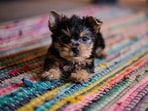 The pet may be vulnerable to seasonal illness. (Picture credit: Freepik)